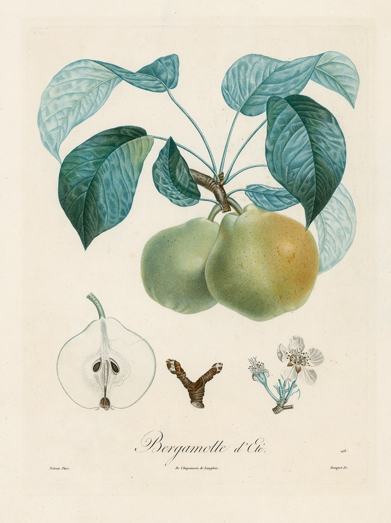 Lot 1105, Auction  124, Poiteau, Pierre Antoine, Obstdarstellungen