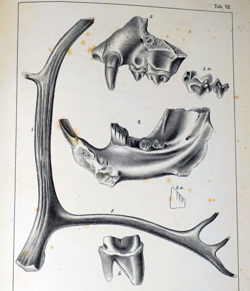 Lot 1116, Auction  124, Wagner, Johann Andreas, Charakteristik der urweltlichen Säugthier-Arten