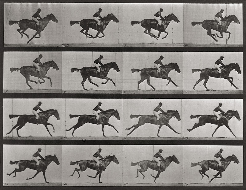 Lot 4058, Auction  124, Muybridge, Eadweard, Animal Locomotion. An Electrophotographic Investigation of Consecutive Phases of Animal Movements