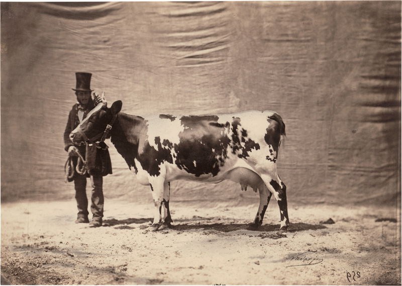 Lot 4059, Auction  124, Nadar jeune, Cow of the Ayrshire Race