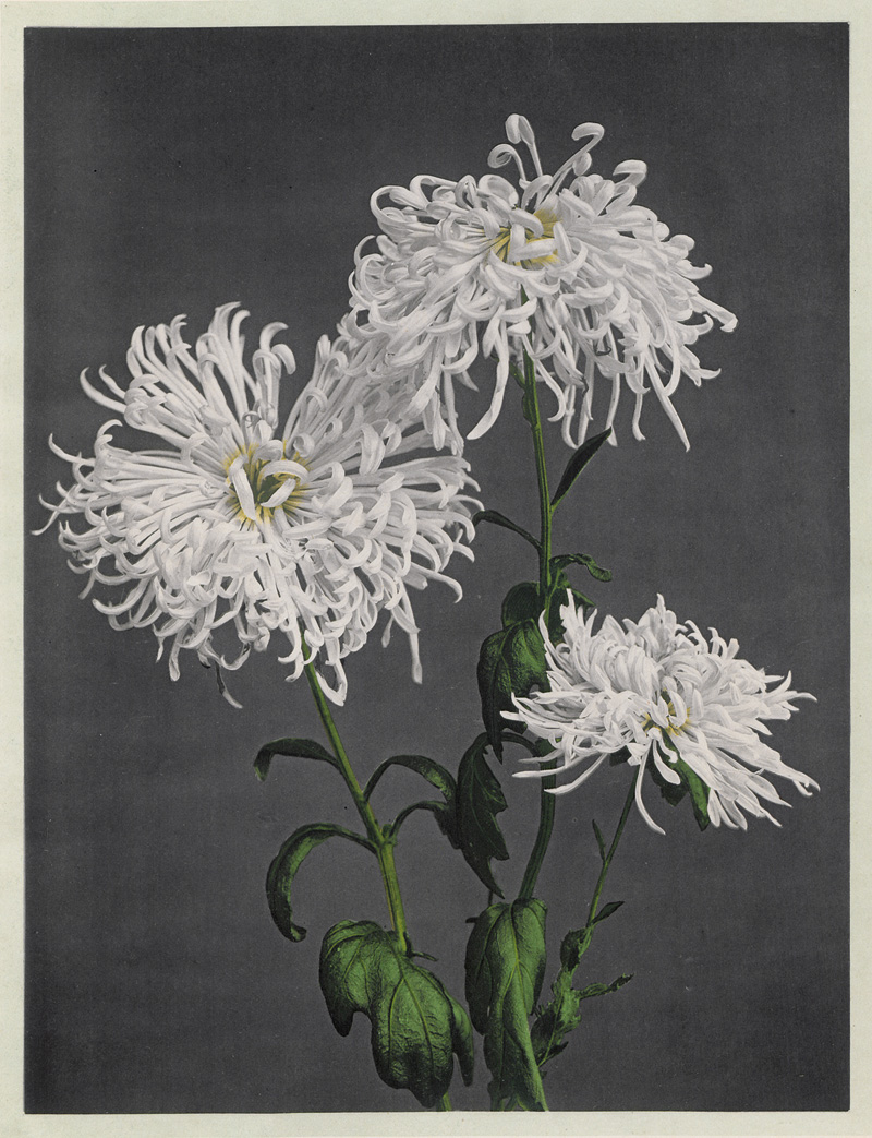 Lot 4065, Auction  124, Ogawa, Kazumasa, Some Japanese Flowers