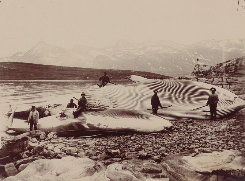 Lot 4089, Auction  124, Whaling, Whaling in Norway