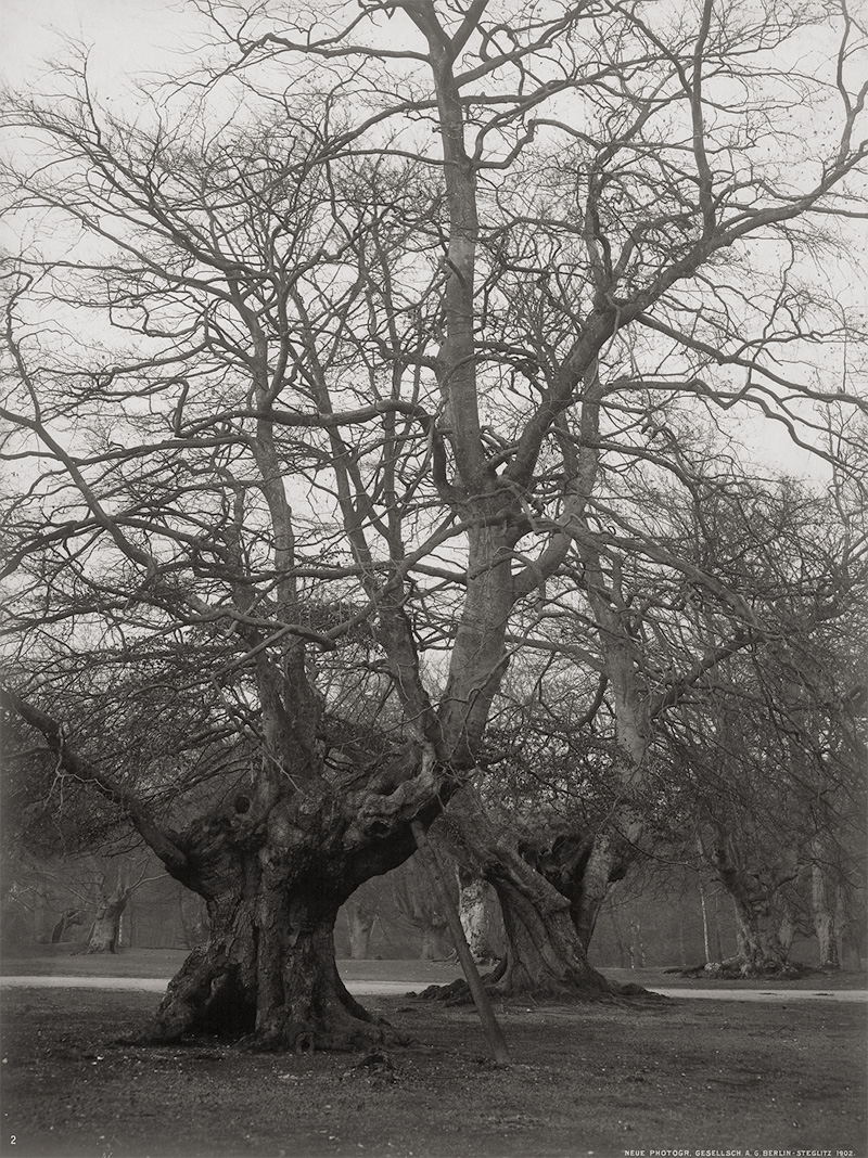 Lot 4251, Auction  124, Photographische Gesellschaft Berlin, Neue, Trees in Reinhardswald