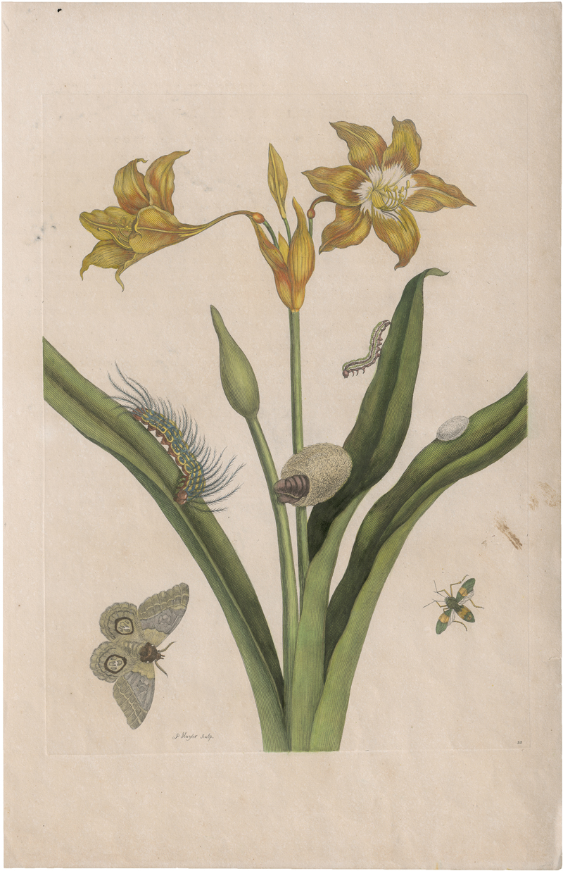 Lot 5598, Auction  124, Merian, Maria Sibylla, Drei Darstellungen aus Metamorphosis insectorum Surinamensium