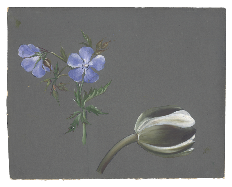 Lot 6629, Auction  124, Libert, Betzy Marie Petrea, Studienblatt mit violettem Wiesenstorchschnabel und weißer Tulpe