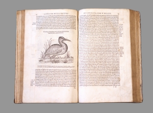 Los 715 - Belon, Pierre - L'histoire de la nature des Oyseaux. Paris, B. Prevost für Guillaume Cavellat, 1555 - 10 - thumb