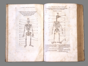 Los 715 - Belon, Pierre - L'histoire de la nature des Oyseaux. Paris, B. Prevost für Guillaume Cavellat, 1555 - 11 - thumb