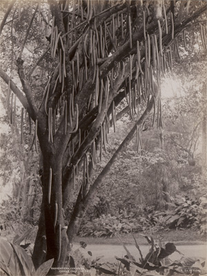 Los 4030 - Ceylon - Botanical studies - 1 - thumb