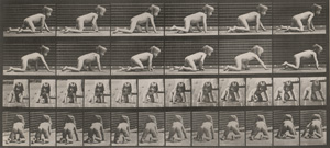 Muybridge, Eadweard, Animal Locomotion. An Electrophotographic Investigation of Consecutive Phases of Animal Movements
