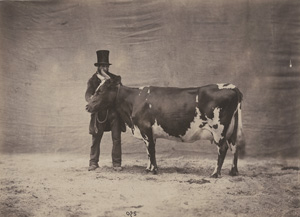 Los 4065 - Nadar jeune - Prize-winning cows at the Paris agricultural fair - 0 - thumb