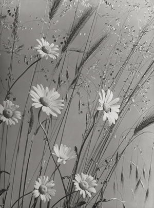 Los 4087 - Baur, Max - Maguerite and grass; Campanula - 0 - thumb