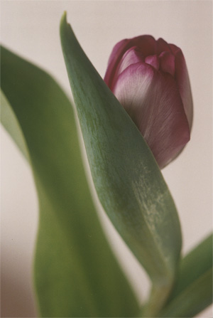 Los 4185 - Keetman, Peter - Tulip - 0 - thumb