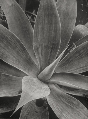 Los 4235 - Renger-Patzsch, Albert - Agave  - 0 - thumb