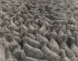 Los 4241 - Rothstein, Arthur - Sheep in Montana - 0 - thumb