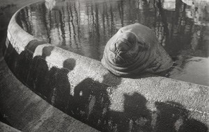 Los 4254 - Seidenstücker, Friedrich - Untitled (Elephant seal Roland) - 0 - thumb