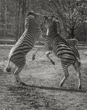 Los 4255 - Seidenstücker, Friedrich - Zebras at the Berlin Zoo - 0 - thumb