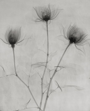Los 4298 - X-ray Photography - X-ray of flowers - 0 - thumb