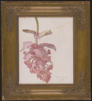 Los 6111 - Österreichisch - um 1870. Studie der Medinilla Magnifica - 1 - thumb