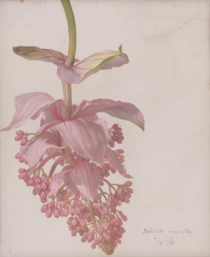 Los 6111 - Österreichisch - um 1870. Studie der Medinilla Magnifica - 0 - thumb