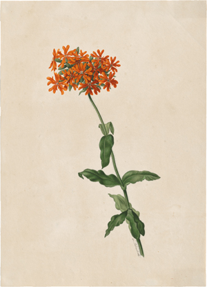 Los 6807 - Blaschek, Franz - Tagetes - 1 - thumb