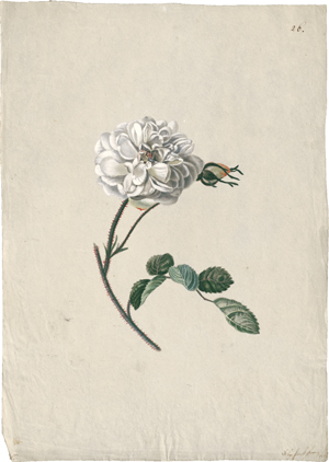 Los 6808 - Blaschek, Franz - Weiß-rosa geflammte Rose - 1 - thumb