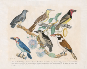 Lot 6843, Auction  125, Zötl, Aloys, Vögel und Passionsblume - Die Lorbeerblättrige Passionsblume und Tropische Bartvögel
