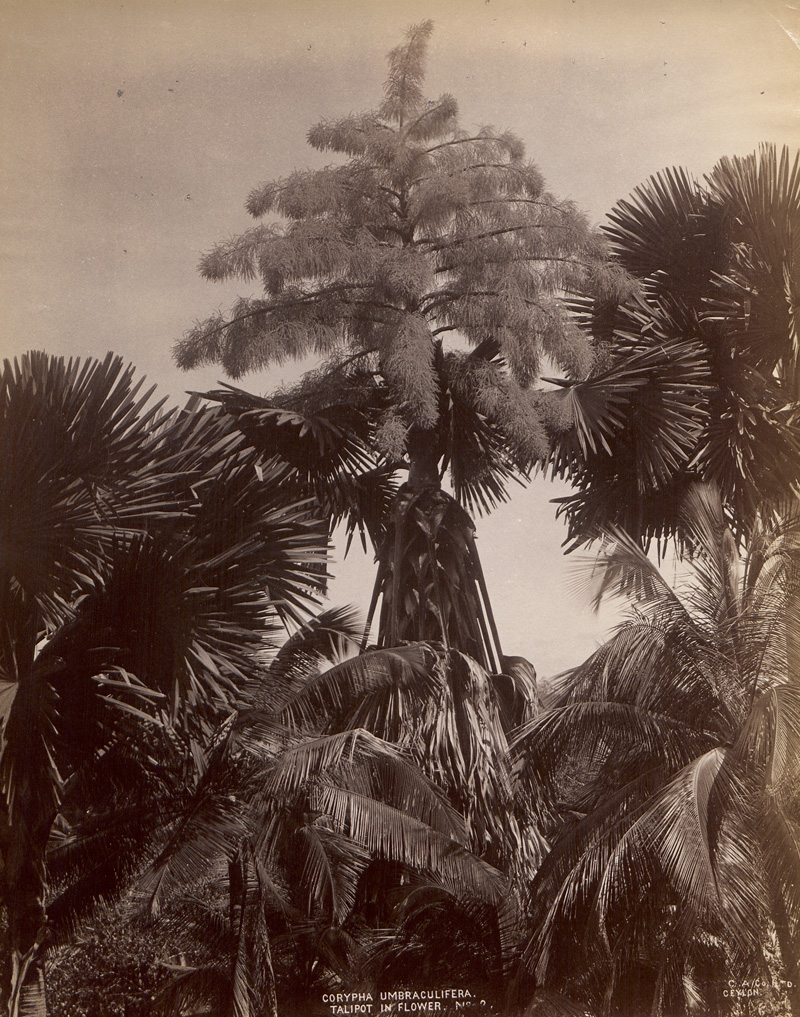 Lot 4030, Auction  125, Ceylon, Botanical studies