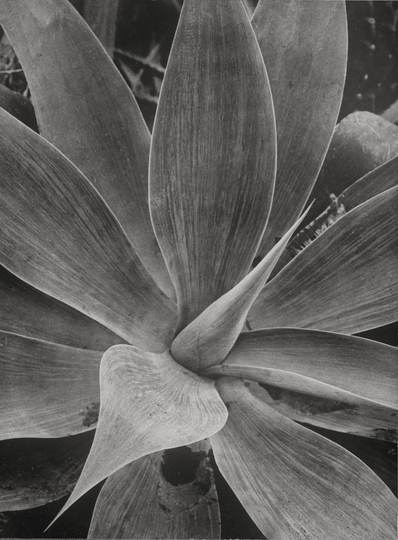 Lot 4235, Auction  125, Renger-Patzsch, Albert, Agave 
