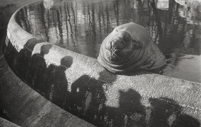Lot 4254, Auction  125, Seidenstücker, Friedrich, Untitled (Elephant seal Roland)