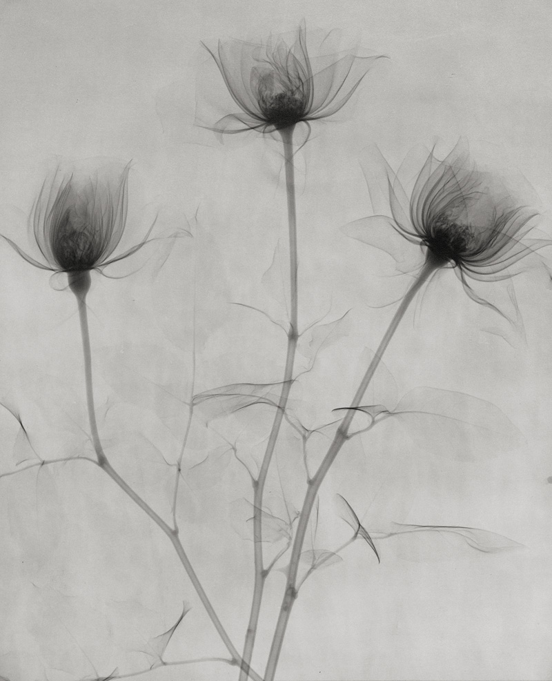 Lot 4298, Auction  125, X-ray Photography, X-ray of flowers