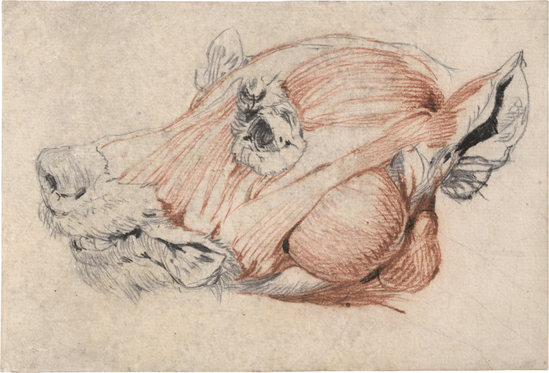 Lot 6753, Auction  125, Französisch, 18. Jh. . Écorché eines Hundekopfes