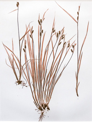 Lot 368, Auction  126, Ettingshausen, Constantin von und Pokorny, Alois, Carex pallescens Linn