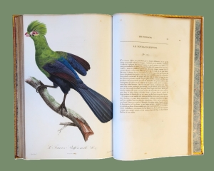 Los 372 - Levaillant, François - Histoire naturelle des oiseaux. Paris 1801-1818 - 25 - thumb