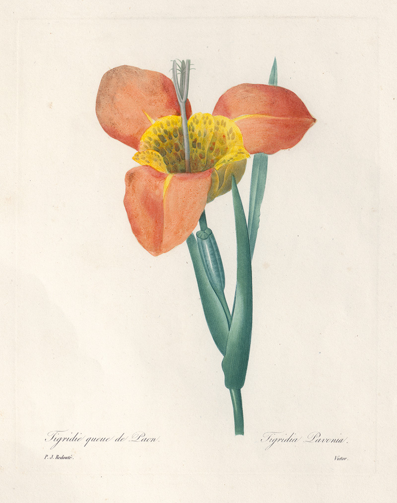 Lot 379, Auction  126, Redouté, Pierre Joseph, Tigridie queue de Paon