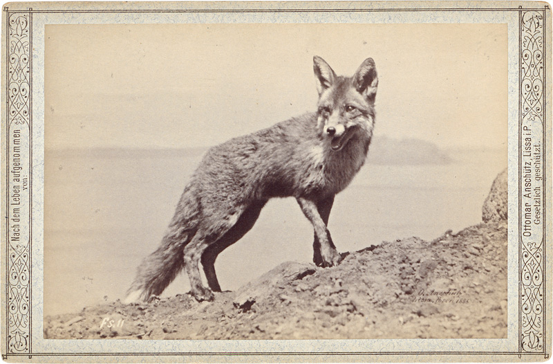 Lot 4009, Auction  126, Anschütz, Ottomar, Animal studies