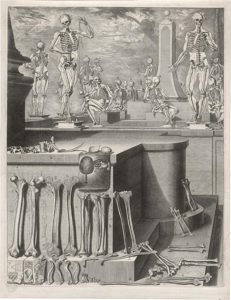 Lot 5169, Auction  126, Martínez y Sorlí, Crisóstomo Alejandrino José, Anatomische darstellungen zur Myologie und zur Osteopathie