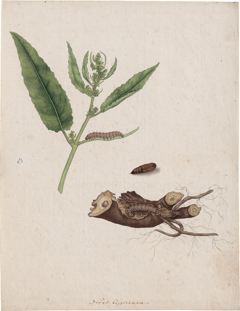 Lot 6607, Auction  126, Sepp, Jan Christian, "Noct. Cypriaca": Raupe einer Saateule in einer Wurzel