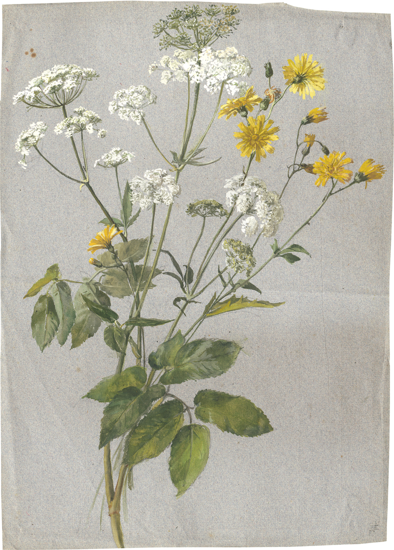 Lot 6681, Auction  126, Deutsch, um 1840. Wiesenblumenstrauß mit Schafgarbe und kleinem Habichtskraut