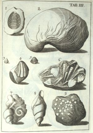 Los 340 - Melle, Jacob von - De Lapidibus Figuratis Agri Litorisque Lubecensis - 3 - thumb