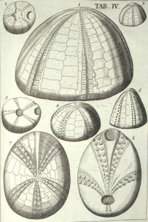 Los 340 - Melle, Jacob von - De Lapidibus Figuratis Agri Litorisque Lubecensis - 4 - thumb