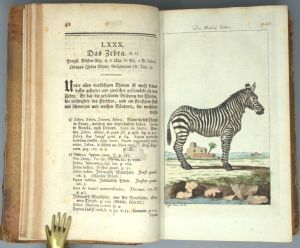 Los 347 - Buffon, Georges Louis Leclerc Comte de - Allgemeine Naturgeschichte. Fünfter (-Siebenter u. letzter)  Theil - 5 - thumb