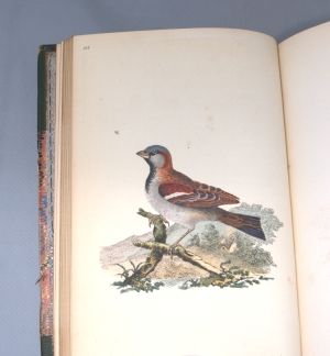 Los 350 - Donovan, Edward - The natural history of British birds, Band VII - 8 - thumb