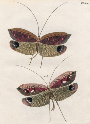 Los 363 - Stoll, Caspar - Natuurlyke Afbeeldingen en Beschryvingen der Spooken. Amsterdam, J. C. Sepp, 1787 - 2 - thumb