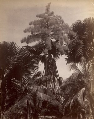 Lot 4041, Auction  127, Ceylon, Botanical studies