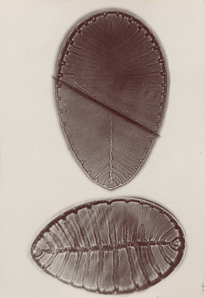 Lot 4107, Auction  127, Redmayne, John Thomas, Micro-photographs from the Diatomaceae