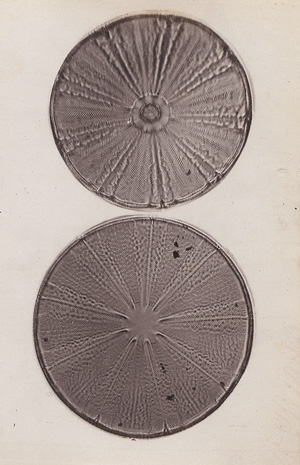Los 4107 - Redmayne, John Thomas - Micro-photographs from the Diatomaceae - 1 - thumb