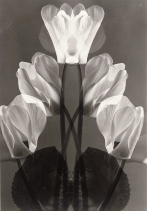 Lot 4134, Auction  127, Baur, Max, Cyclamen