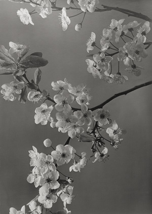 Lot 4135, Auction  127, Baur, Max, Cherry blossoms