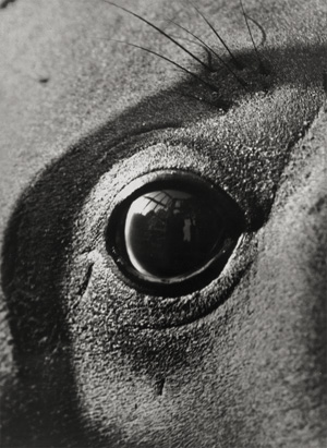 Lot 4275, Auction  127, Seidenstücker, Friedrich, Zoo-Photographien