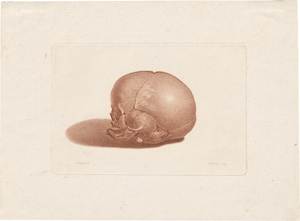Lot 5251, Auction  127, Bause, Johann Friedrich, Der Totenkopf eines sieben Monate alten Kindes